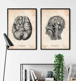 Codex Anatomicus Brain Anatomy^Brain anatomy print VI