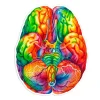Codex Anatomicus Stickers^Brain anatomy sticker II - Watercolor Splash