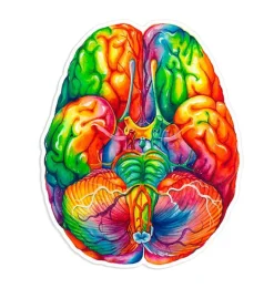 Codex Anatomicus Stickers^Brain anatomy sticker II - Watercolor Splash