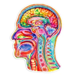 Codex Anatomicus Stickers^Brain anatomy sticker III - Watercolor Splash