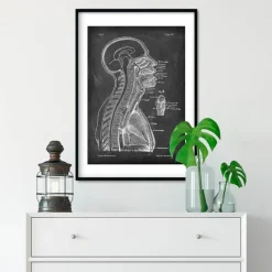 Codex Anatomicus Brain Anatomy^Brain and spinal cord - Chalkboard