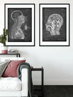 Codex Anatomicus Brain Anatomy^Brain and spinal cord - Chalkboard