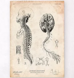 Codex Anatomicus Brain Anatomy^Brain and spinal cord anatomy print III