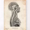 Codex Anatomicus Brain Anatomy^Brain and spinal cord anatomy print