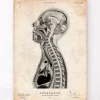 Codex Anatomicus Brain Anatomy^Brain and spinal cord anatomy print II