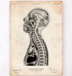 Codex Anatomicus Brain Anatomy^Brain and spinal cord anatomy print II