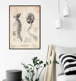 Codex Anatomicus Brain Anatomy^Brain and spinal cord anatomy print III
