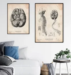 Codex Anatomicus Brain Anatomy^Brain and spinal cord anatomy print III