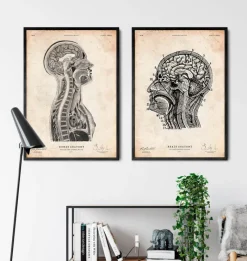 Codex Anatomicus Brain Anatomy^Brain and spinal cord anatomy print