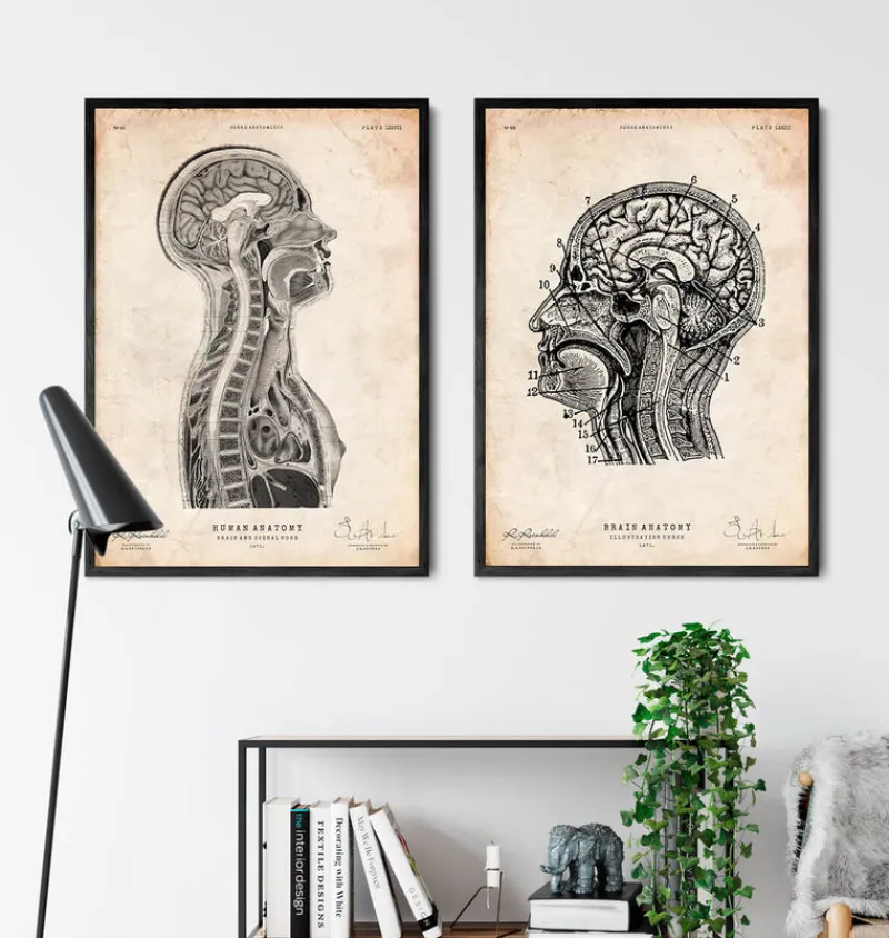 Codex Anatomicus Brain Anatomy^Brain and spinal cord anatomy print