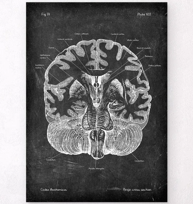 Codex Anatomicus Brain Anatomy^Brain cross section - Chalkboard