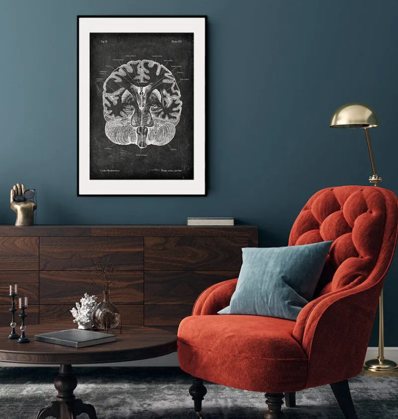 Codex Anatomicus Brain Anatomy^Brain cross section - Chalkboard