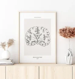 Codex Anatomicus Brain Anatomy^Brain section - Line Art