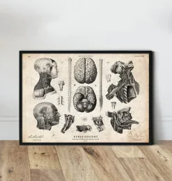 Codex Anatomicus Brain Anatomy^Brain, spine and head anatomy print