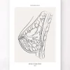 Codex Anatomicus Obstetrics & Gynecology^Breast anatomy - Line Art