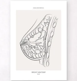 Codex Anatomicus Obstetrics & Gynecology^Breast anatomy - Line Art