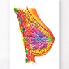 Codex Anatomicus Obstetrics & Gynecology^Breast anatomy art - Watercolor splash