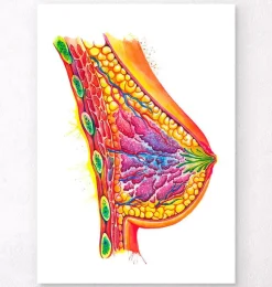 Codex Anatomicus Obstetrics & Gynecology^Breast anatomy art - Watercolor splash