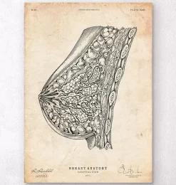 Codex Anatomicus Obstetrics & Gynecology^Breast anatomy I