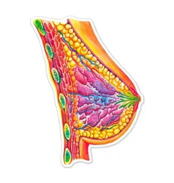 Codex Anatomicus Stickers^Breast anatomy sticker - Watercolor Splash