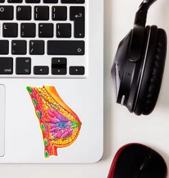 Codex Anatomicus Stickers^Breast anatomy sticker - Watercolor Splash