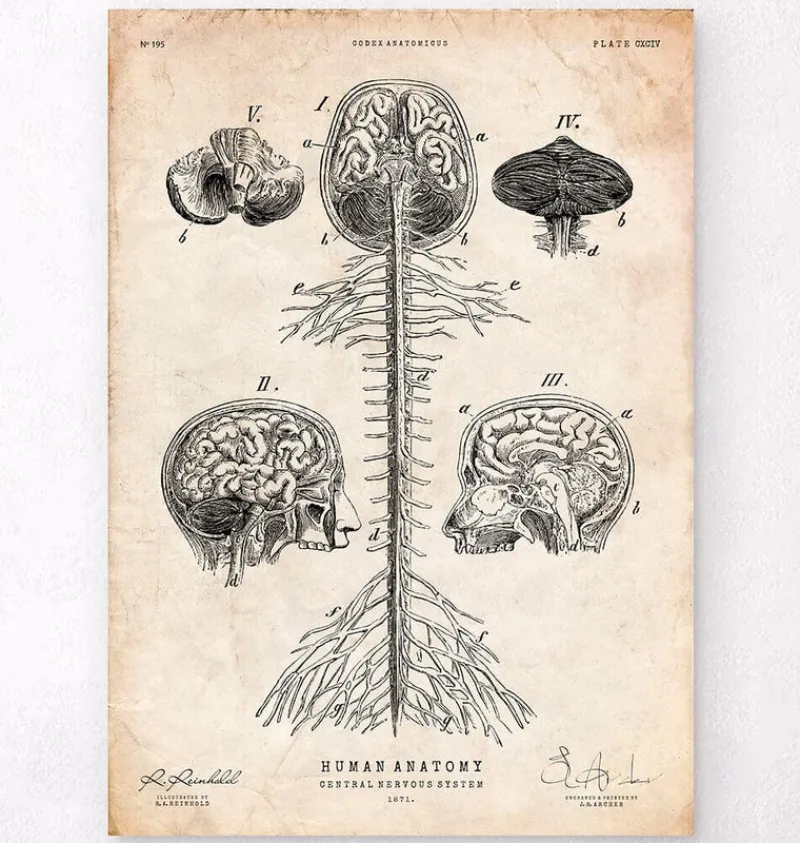 Codex Anatomicus Brain Anatomy^Central Nervous System art print - Brain and Spine cord