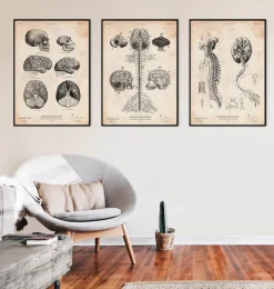 Codex Anatomicus Brain Anatomy^Central Nervous System art print - Brain and Spine cord