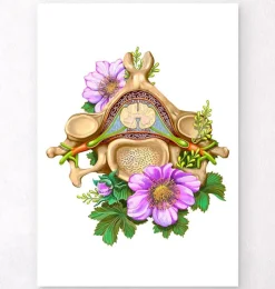 Codex Anatomicus Skull & Skeleton^Cervical vertebrae - Floral - White