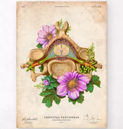 Codex Anatomicus Skull & Skeleton^Cervical vertebrae - Floral - Vintage