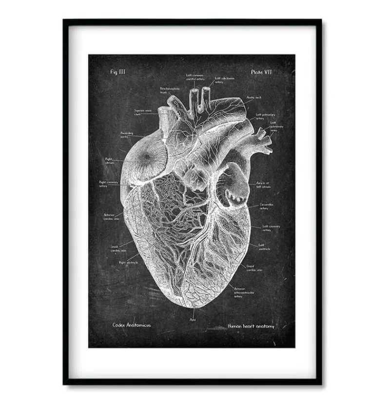 Codex Anatomicus Heart Anatomy^Chalkboard Heart Anatomy - Set of 3