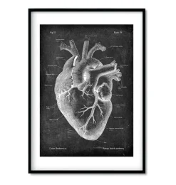Codex Anatomicus Heart Anatomy^Chalkboard Heart Anatomy - Set of 3
