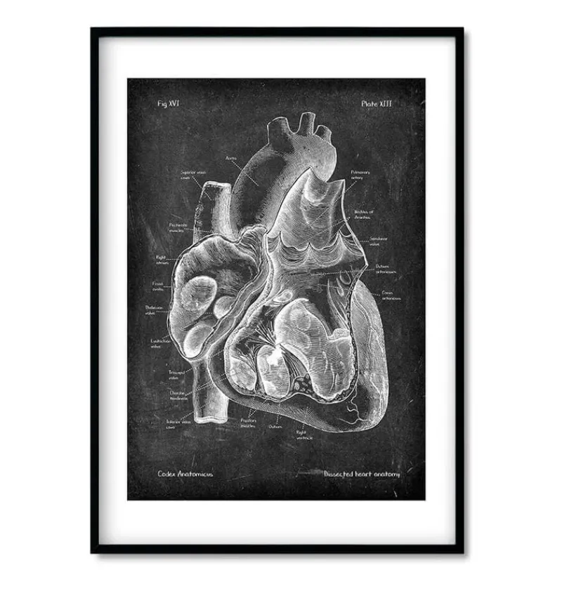 Codex Anatomicus Heart Anatomy^Chalkboard Heart Anatomy - Set of 3