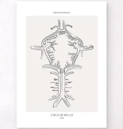 Codex Anatomicus Brain Anatomy^Circle of Willis - Line Art