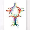 Codex Anatomicus Brain Anatomy^Circle of Willis - Watercolor splash