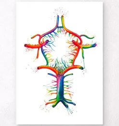 Codex Anatomicus Brain Anatomy^Circle of Willis - Watercolor splash