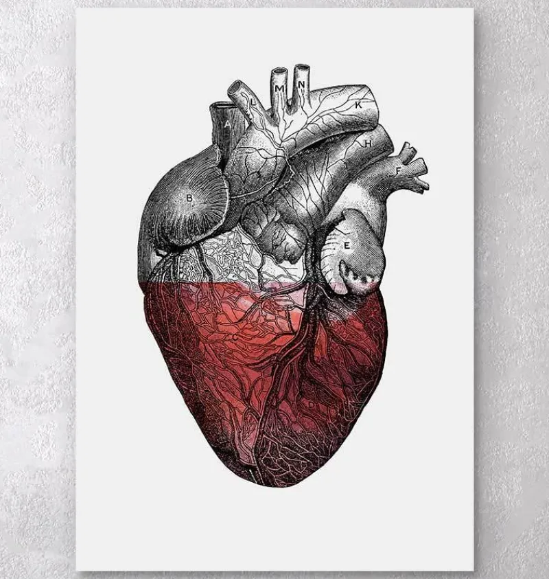 Codex Anatomicus Heart Anatomy^Colorful heart - Red