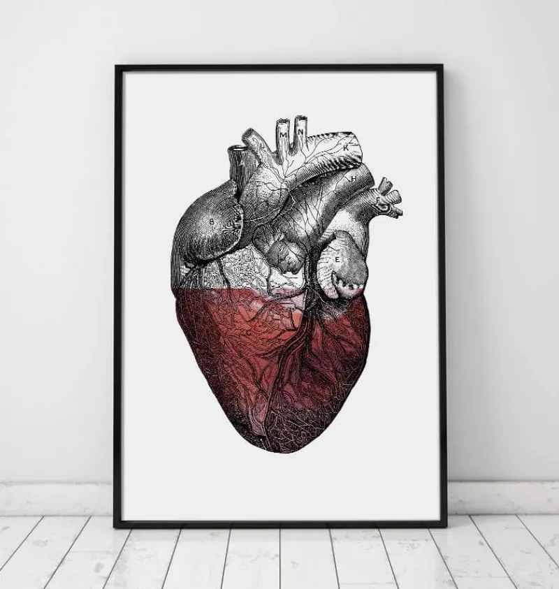 Codex Anatomicus Heart Anatomy^Colorful heart - Red