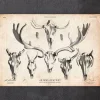 Codex Anatomicus Animal Anatomy^Deer and moose skull print