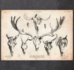 Codex Anatomicus Animal Anatomy^Deer and moose skull print