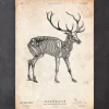 Codex Anatomicus Animal Anatomy^Deer skeleton print