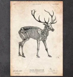 Codex Anatomicus Animal Anatomy^Deer skeleton print