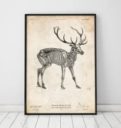 Codex Anatomicus Animal Anatomy^Deer skeleton print