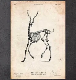 Codex Anatomicus Animal Anatomy^Deer skeleton print II