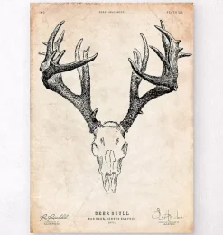 Codex Anatomicus Animal Anatomy^Deer skull print