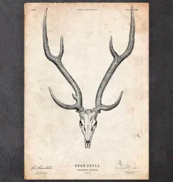 Codex Anatomicus Animal Anatomy^Deer skull print II