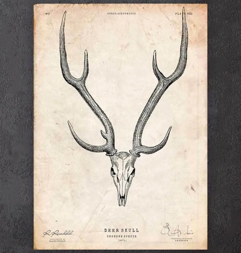 Codex Anatomicus Animal Anatomy^Deer skull print II