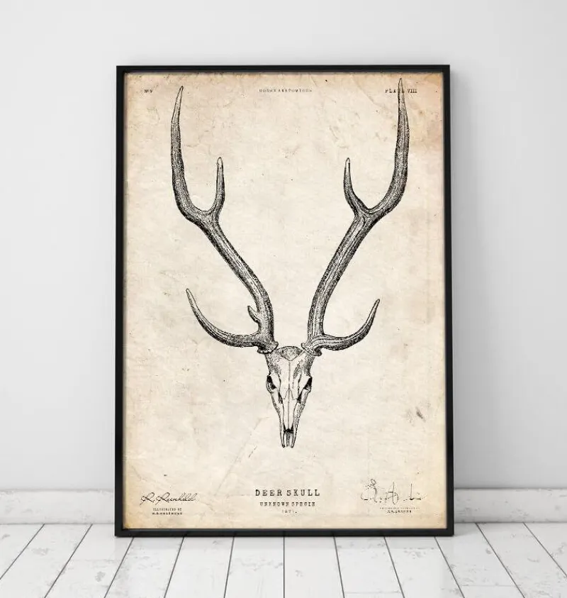 Codex Anatomicus Animal Anatomy^Deer skull print II