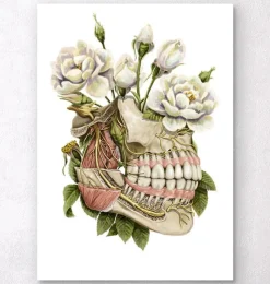 Codex Anatomicus Dental Anatomy^Dental anatomy - Floral