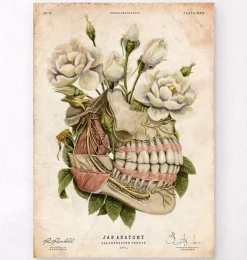 Codex Anatomicus Dental Anatomy^Dental anatomy - Floral - Vintage