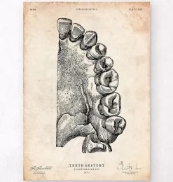 Codex Anatomicus Dental Anatomy^Dental anatomy art